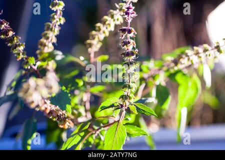 Fleurs et graines d'un basilic sur un lit de jardin dans le jardin d'un fermier Banque D'Images