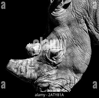 Photo noir et blanc du rhinocéros avec fond noir. C'est une photo de la faune sauvage de l'Afrique lors d'un safari dans la Réserve de Bandia, au Sénégal. Son klaxon est coupé Banque D'Images