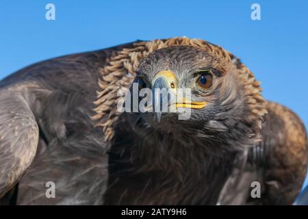 Portrait de la tête de chasse de l'aigle doré, gros plan, marron Banque D'Images