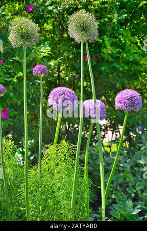 Oignon décoratif - fleurs violettes d'Allium qui poussent dans le jardin. Boulettes violettes d'oignon décoratif sur parterre. Grappe de fleurs d'Allium - oni décorative Banque D'Images