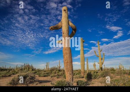 Saguaro ou Sahuaro (Carnegiea gigantea) façonné comme un homme. Cactus columnaire typique du désert de Sonoran, au Mexique. Monotípicoc est une espèce de gréate Banque D'Images