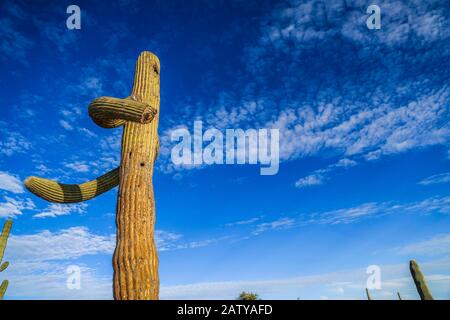 Saguaro ou Sahuaro (Carnegiea gigantea) façonné comme un homme. Cactus columnaire typique du désert de Sonoran, au Mexique. Monotípicoc est une espèce de gréate Banque D'Images