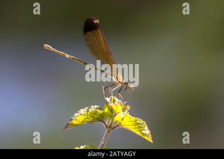 La femelle de la demoiselle de cuivre (Calopteryx hémorroïdalis) est un damelfly perché sur la plante sur fond lumineux Banque D'Images
