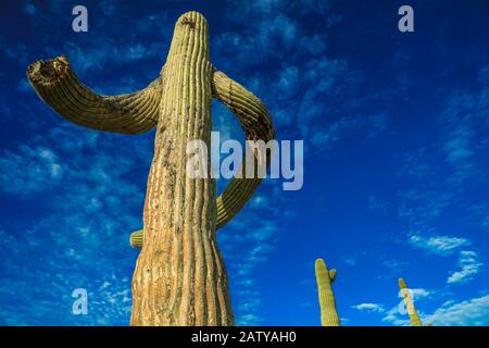 Saguaro ou Sahuaro (Carnegiea gigantea) façonné comme un homme. Cactus columnaire typique du désert de Sonoran, au Mexique. Monotípicoc est une espèce de gréate Banque D'Images