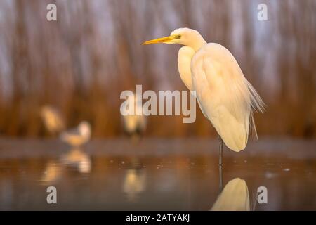 Grand Egret blanc (Ardea alba) debout au lever du soleil au lac Csaj, parc national de Kiskunsagi, Pusztaszer, Hongrie. Février. C'est une grande, largement distri Banque D'Images