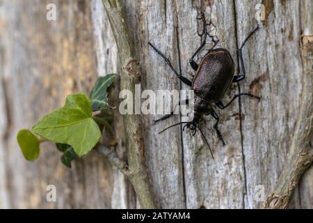 Scarabée du chercheur inférieur (Calosoma inquisitor) ou chasseur de caterpillar. Ce coléoptère est assez rare mais peut devenir nombreux en années quand il est proie comme le chêne Banque D'Images