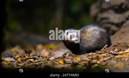 Polecat européen (Mustela putorius) dans la forêt dans l'environnement naturel dans l'obscurité la nuit. Pays-Bas. Banque D'Images