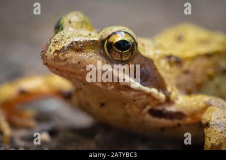 Gros plan de la tête et de l'œil d'un commun Grenouille (Rana temporaria) dans le Suffolk Banque D'Images