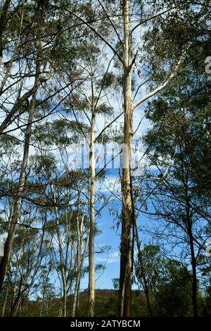 Vue sur les arbres qui s'élèvent de la vallée pendant La Promenade du Grand Canyon dans les Blue Mountains à l'ouest de Sydney Banque D'Images