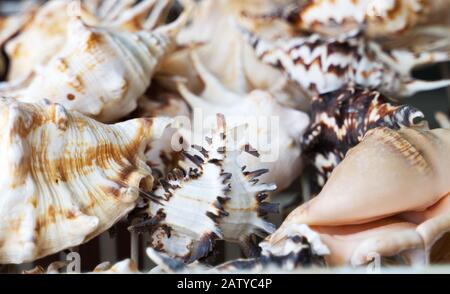 Variété de coquillages de mer à vendre sur le marché. Banque D'Images