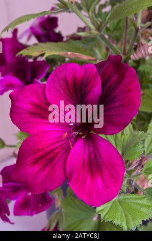 Palargonium Regalia Chocolate Plant In Flower Banque D'Images