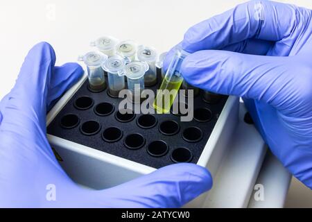 La substance verte dans le microtube est placée dans l'agitateur thermique. Expérience ADN en laboratoire biochimique Banque D'Images