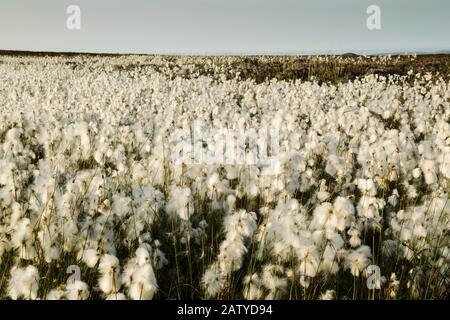 Coton-herbe ou coton-cotonsedge ou coton toureux (Eriophorum angustifolium) en fleur entière sur la terre de la lune. Il pousse sur de la tourbe ou des sols acides, dans des conditions humides ouvertes Banque D'Images