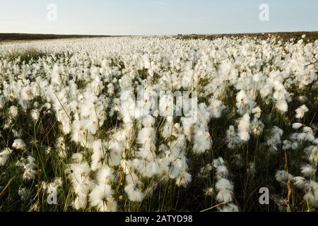 Coton-herbe ou coton-cotonsedge ou coton toureux (Eriophorum angustifolium) en fleur entière sur la terre de la lune. Il pousse sur de la tourbe ou des sols acides, dans des conditions humides ouvertes Banque D'Images