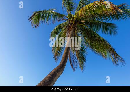 Palmier et ciel bleu