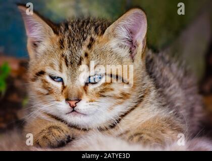 Un chaton tabby âgé de six semaines s'établit avec sa mère (non représentée), le 30 janvier 2020, à Coden, en Alabama. Banque D'Images