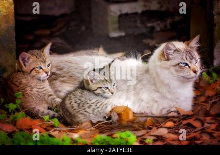 Un chat de mère s'y jette à côté de ses deux chatons tabby de six semaines, le 30 janvier 2020, à Coden, en Alabama. Banque D'Images