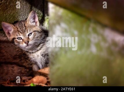 Un tabby chaton de six semaines joues autour d'un coin, le 30 janvier 2020, à Coden, en Alabama. Banque D'Images