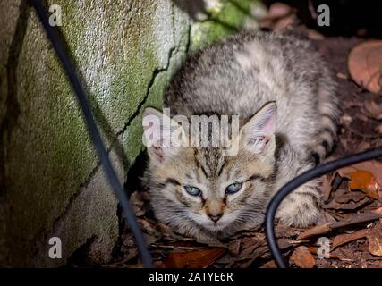 Un chaton de tabby feral de six semaines se trouve sous une maison abandonnée, le 30 janvier 2020, à Coden, en Alabama. Banque D'Images