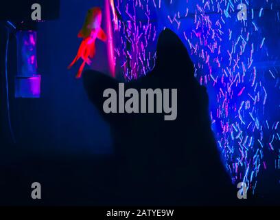 Un chat regarde un poisson rouge en éventail dans un réservoir de poissons, le 9 mai 2014, à Coden, en Alabama. Banque D'Images