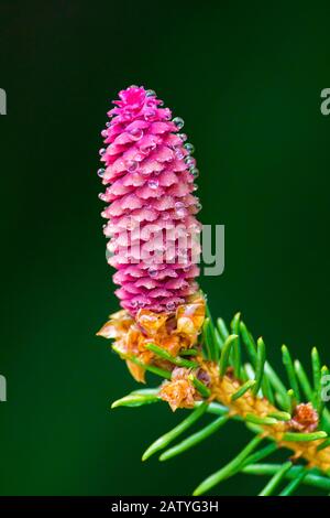 La fleur De Pistillate (femelle) sur l'épinette de Norvège. Banque D'Images