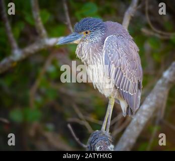 Un héron de nuit noir couronné jeune est situé au sommet d'un petit arbre dans la vallée Shark, dans le parc national des Everglades. Banque D'Images