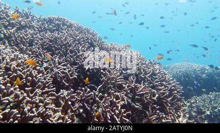 Poissons tropicaux colorés sous l'eau. Merveilleux et beau poissons et coraux colorés sous l'eau dans le récif tropical. Leyte, Philippines. Banque D'Images