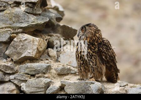 Un big brown hibou des marais se trouve sur un ancien mur de pierre. Bubo bubo, Close up. Grand-duc Banque D'Images