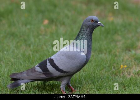 Pose latérale de pigeon de Rock, colombe de Rock, pigeon commun (Columba livia) dans Backyard marchant sur l'arrière-plan de l'herbe verte à la recherche de céréales maison de l'Inde Banque D'Images