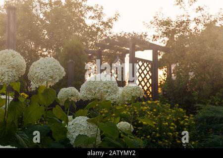 Fleurs d'hydracea dans le jardin au lever du soleil Banque D'Images