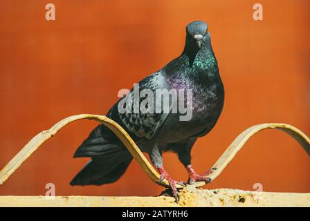 un pigeon curieux se trouve sur une clôture en métal peint forme d'onde sur un arrière-plan rouge flou Banque D'Images