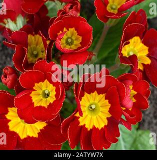 Début printemps: Primroses dans l'environnement naturel. (Primula vulgaris). Banque D'Images