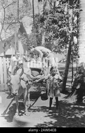 Déménagement du 3ème Escadron de voitures d'armored Praboemoelih à Muara Enim Muara Enim. Pendant et peu de temps après le déménagement dans les hussards du troisième Escadron Armored Cars Regiment de Boreel, des photos ont été prises de cette partie. Une contradiction étrange! Le transfert de Toi avec un chariot SAPI, les « laboratoires » (le produit brut en caoutchouc) au marchand à une vitesse de 3 km par heure, tandis qu'une paire de véhicules automobiles modernes, dans des pneus du même caoutchouc, mais ensuite scientifiquement préparés, à une vitesse de plus de 60 km à atteindre Date: Juillet 1948 Lieu : Indonésie, Antilles Néerlandaises De L'Est, Sumatra Banque D'Images