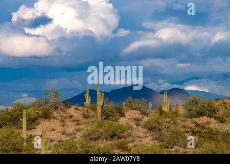 Paysage du désert de Sonoran avec cactus et nuages de saguaro. Aire De Loisirs De Salt River. Mesa, Arizona. Banque D'Images