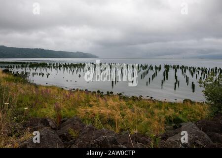 Des centaines de pillages en bois le long de la rive de la rivière Columbia en Oregon. Banque D'Images