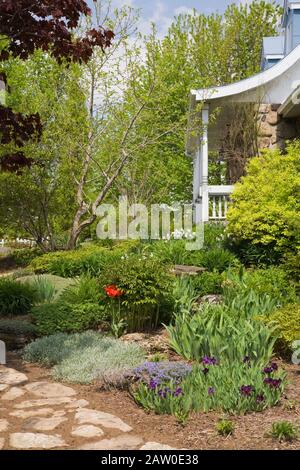 Vue partielle d'une ancienne maison et d'un sentier de flagelès près de la frontière planté de fleurs, de plantes et d'arbustes pourpres d'Iris et de Tulipa rouge dans le jardin de cour avant Banque D'Images