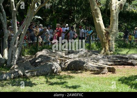 Scottburgh, KwaZulu-Natal, Afrique du Sud, faune et flore, personnes en groupes familiaux regardant les Crocodiles captifs, Crocodylus niloticus, Crocworld centre Banque D'Images