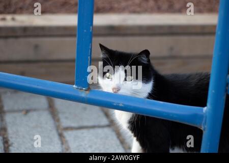 Cat avec motifs noir et blanc. Regarde à travers les barres de fer. Gros plan. Banque D'Images