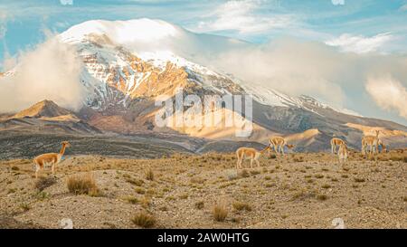 Vicuñas À El Chimborazo Banque D'Images