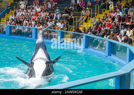 Miami Florida,Key Biscayne,Miami Seaquarium,Lolita,orque,orque,performance du 40e anniversaire,entraîneur,équitation,audience,FL100924032 Banque D'Images