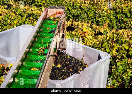 Machines à vin et brasseries australiennes. Production en Australie méridionale/occidentale et en Nouvelle-Galles du Sud. Le tapis roulant charge les raisins dans le bac Banque D'Images