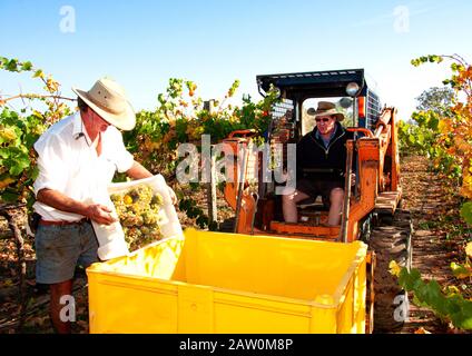 Production de viticulteurs et de brasseries australiens en Australie méridionale/occidentale et en Nouvelle-Galles du Sud. Chargement des raisins dans le bac Banque D'Images