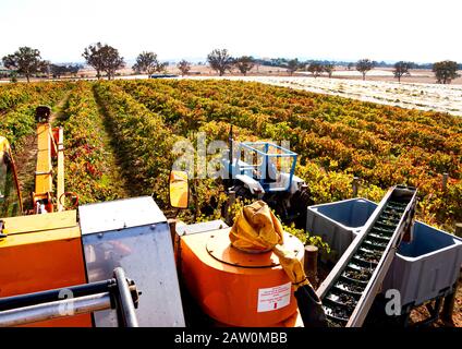 Production de viticulture et de brasseries australiennes en Australie méridionale/occidentale et Régions vinicoles de la Nouvelle-Galles du Sud.les raisins cueillis sont chargés dans la poubelle Banque D'Images