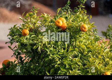 Oranges poussant sur un arbre au Portugal dans l'Algarve, dans le soleil brillant Banque D'Images