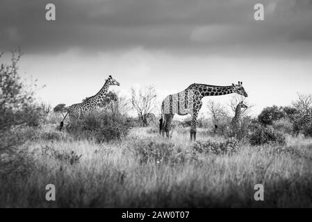 Girafes dans la savane, safari au Kenya, Afrique, bébé de famille Ouganda, Tanzanie Botswana chasse éléphant Parc national saanna safari dans Banque D'Images