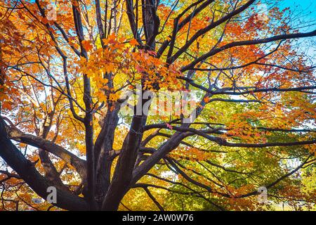 Mont Royal En Automne, Montréal, Canada Banque D'Images