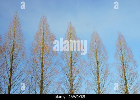 Metasequoia en hiver Banque D'Images