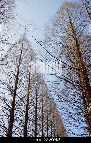 Metasequoia en hiver Banque D'Images