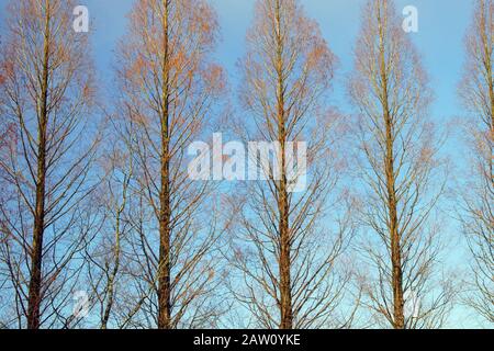 Metasequoia en hiver Banque D'Images