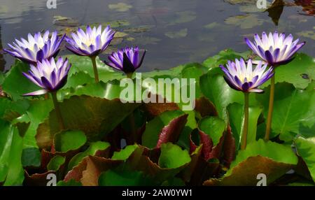 Nymphea 'goudron de Siam' fleurs, un lys tropical avec des pétales bleu violet semi-doubles avec un centre blanc, dans un parc à Bangkok, Thaïlande, Asie. Banque D'Images